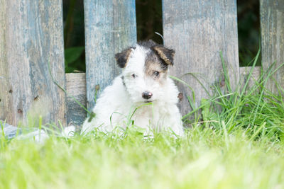 Portrait of dog on grass