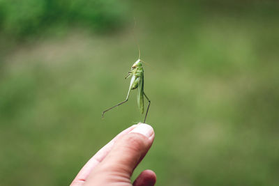 Close-up of insect on hand