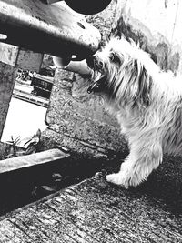 Close-up of plant in background