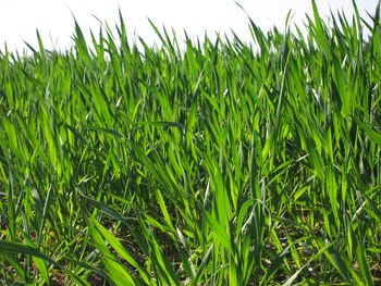 Close-up of crops growing on field against sky