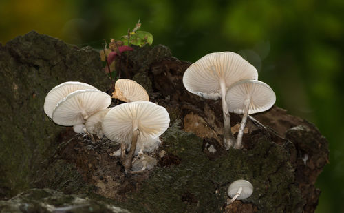 Close-up of mushrooms growing on tree