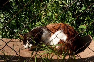 Cat sleeping in a grass