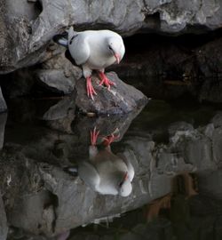 Close-up of duck perching on rock