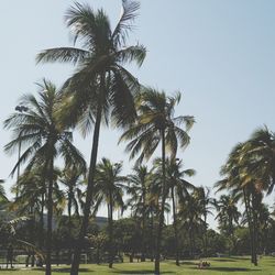 Low angle view of palm trees against sky