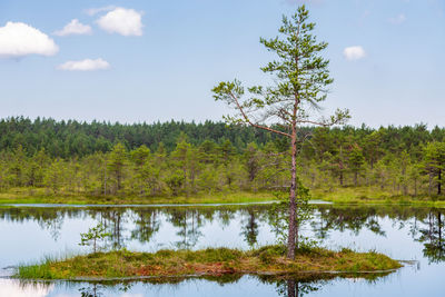 Reflection of trees in lake against sky