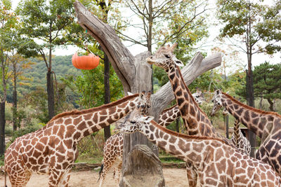 Giraffe in park