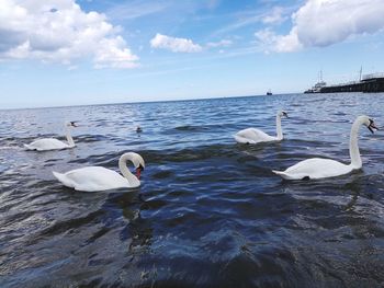 Swans swimming in lake against sky