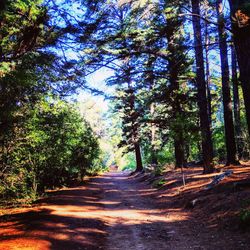 Dirt road amidst trees in forest against sky