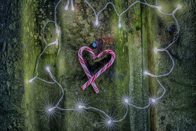 Close-up of heart shape on tree