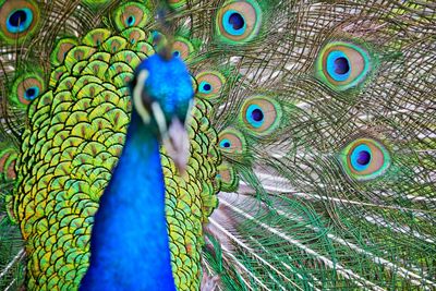 Close-up of peacock