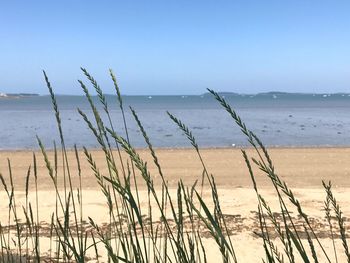 Grass on beach against clear sky