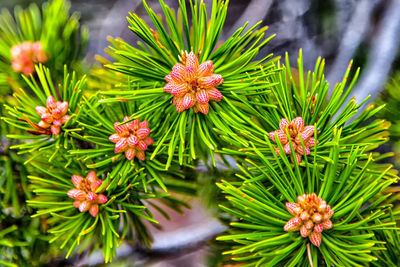 Close-up of flowers