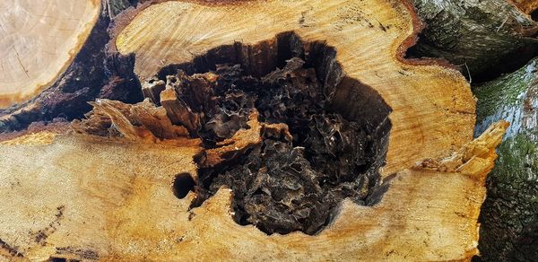 High angle view of wood on rock