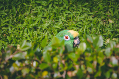 Close-up of fish swimming in water