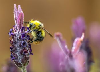 Close-up of bee on purple flower