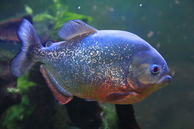 Close-up of fish swimming in sea