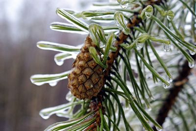 Close-up of butterfly on pine tree