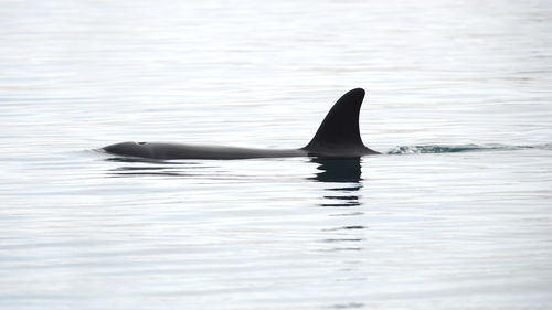 Killer whale swimming in sea