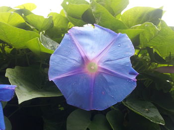 Close up of purple flowers