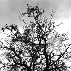 Low angle view of tree against sky