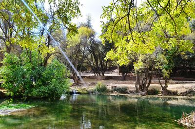 Trees by lake in forest