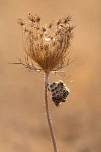 Close-up of wilted plant with a wasp nest