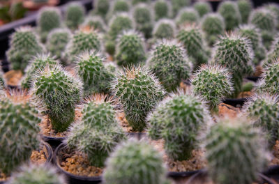 Close-up of succulent plant