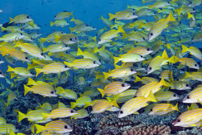 Yellow flowers in sea