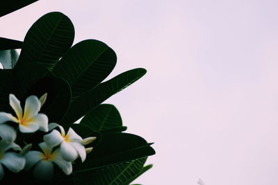 Low angle view of flowering plant against sky