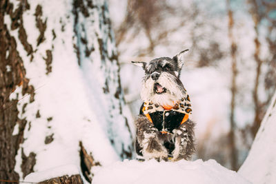 Close-up of dog running on snow covered field