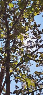 Low angle view of tree against sky