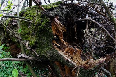 Low angle view of tree