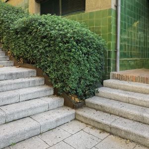 Plants growing on staircase by building