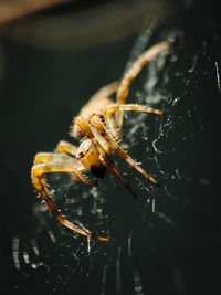 Close-up of spider on web