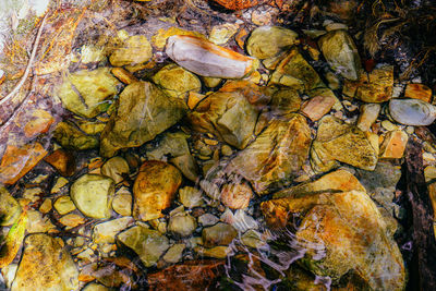 High angle view of autumn leaves on rock