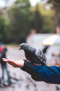 Close-up of pigeon perching on hand