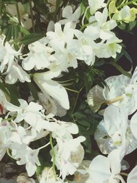 Close-up of flowers