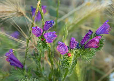 Close-up of purple flowering plant