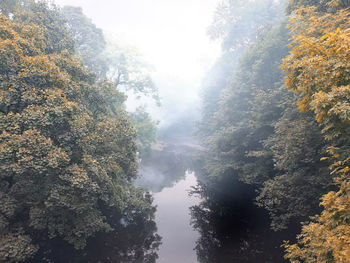 Reflection of trees in water