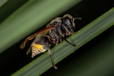 Close-up of insect