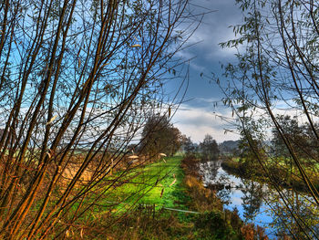 Scenic view of bare trees against sky