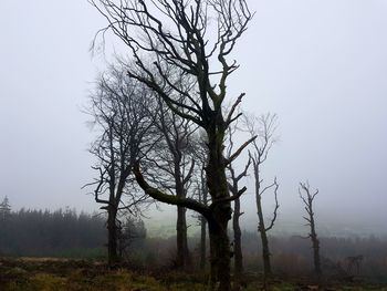 Bare tree on landscape against sky