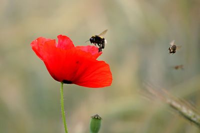 Honeybee collecting pollen from red poppy flower