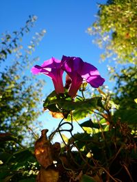 Low angle view of pink flowers