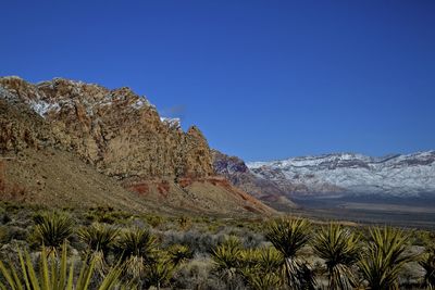 Close-up of plants against clear blue sky