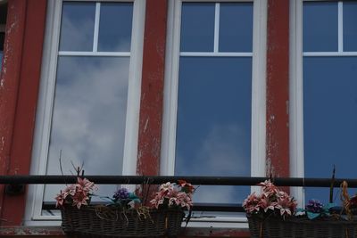 Low angle view of potted plants by window against building