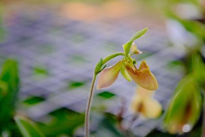 Close-up of flowering plant