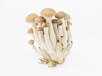 Close-up of mushrooms against white background