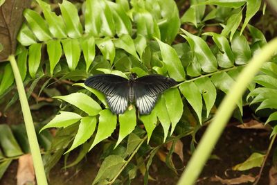 Close-up of butterfly on leaf