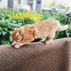 Close-up of cat looking up